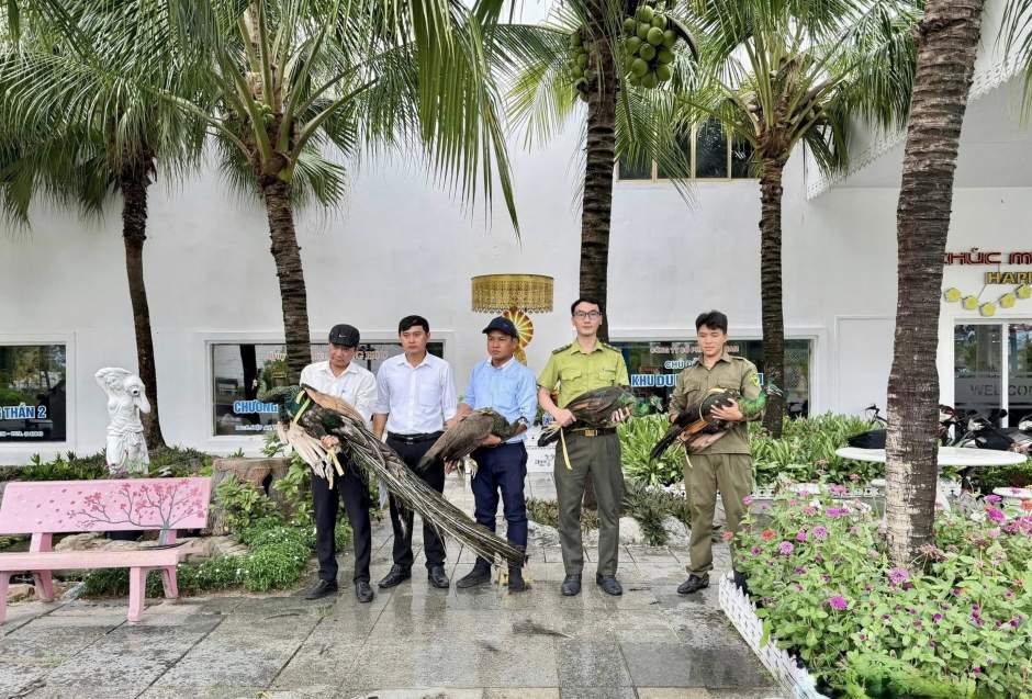 4 cá thể chim công
