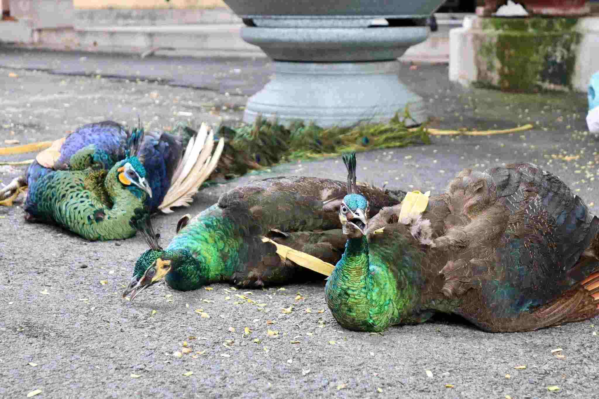 Rare peacock individual handed over by people to functional agencies in Thu Dau Mot ward. Photo: Thu Dau Mot ward provided
