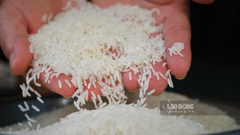 Tổ chức, cá nhân có thể nộp hồ sơ chứng nhận chủng loại gạo thơm trực tiếp, qua dịch vụ bưu chính hoặc qua môi trường điện tử đến Cục Trồng trọt và Bảo vệ thực vật. Ảnh: Phương Anh.