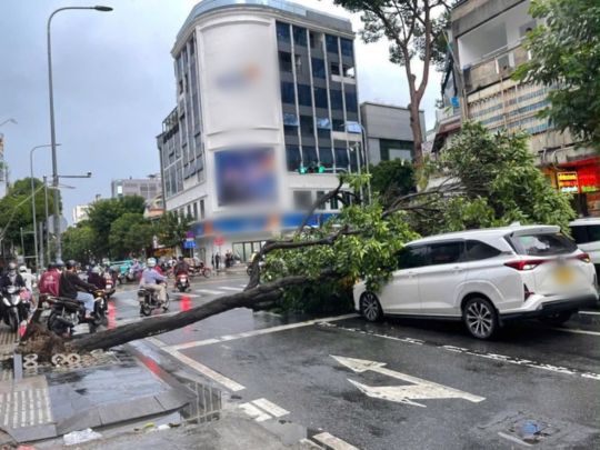Uprooted green tree crushes two cars. Photo: Anh Vu