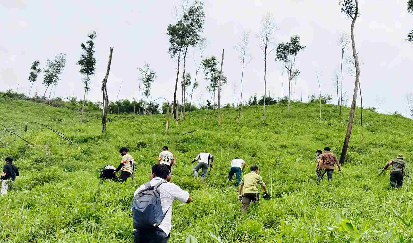 Functional forces enforce and uproot crops to restore 7.3ha of encroached forestry land. Photo: Phuc Khanh