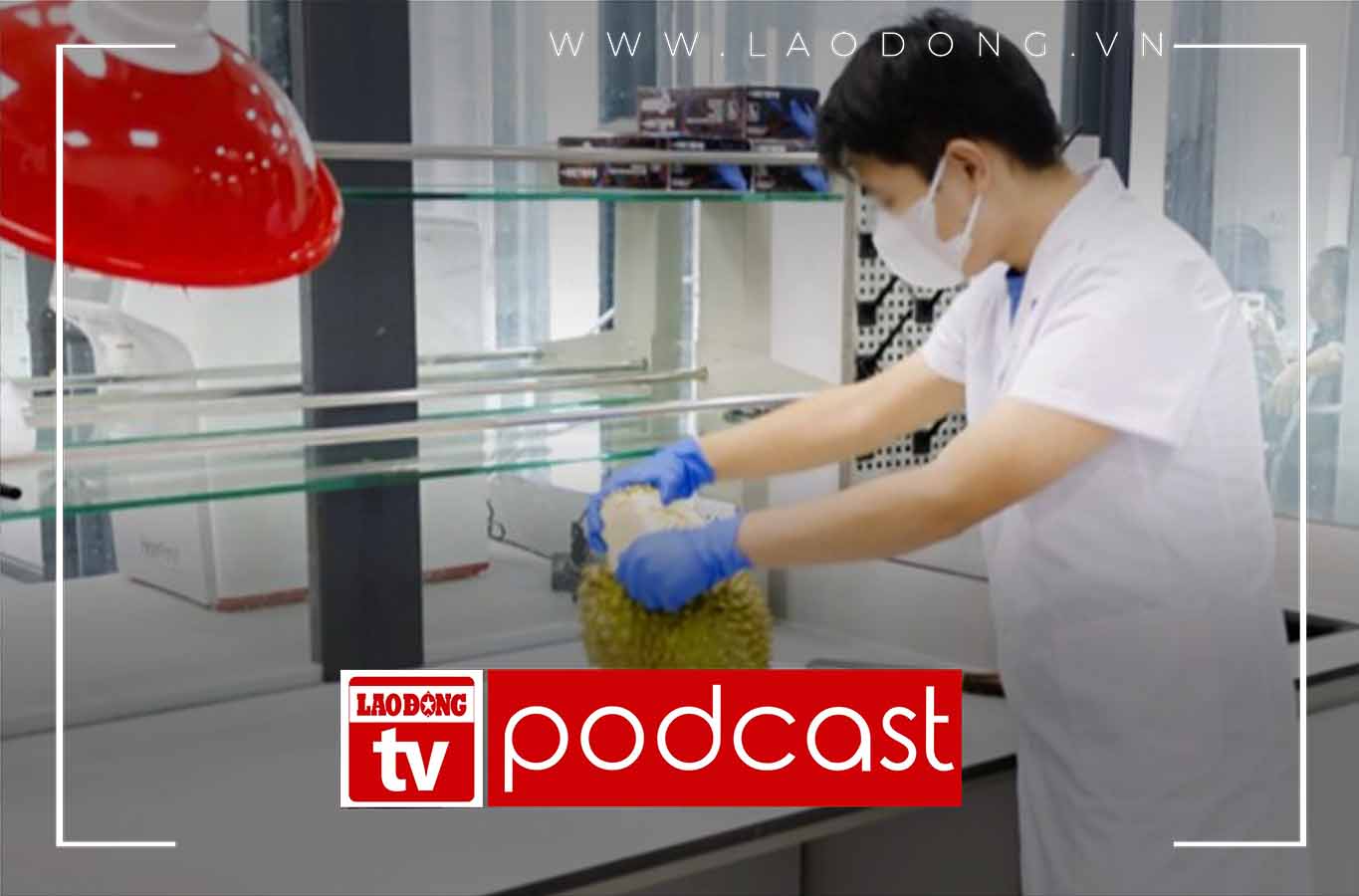 Morning news 21.6: More fruit export testing points at Mong Cai border gate