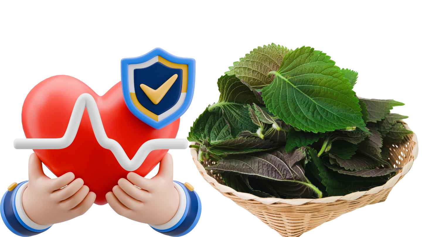 Not only is it a side dish, perilla leaves are also used to support health care. Graphics: Ha May