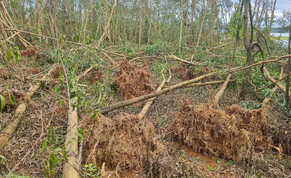 Rừng đổ gãy do bão cần thanh lý chủ yếu là cây keo. Ảnh: Trần Tuấn
