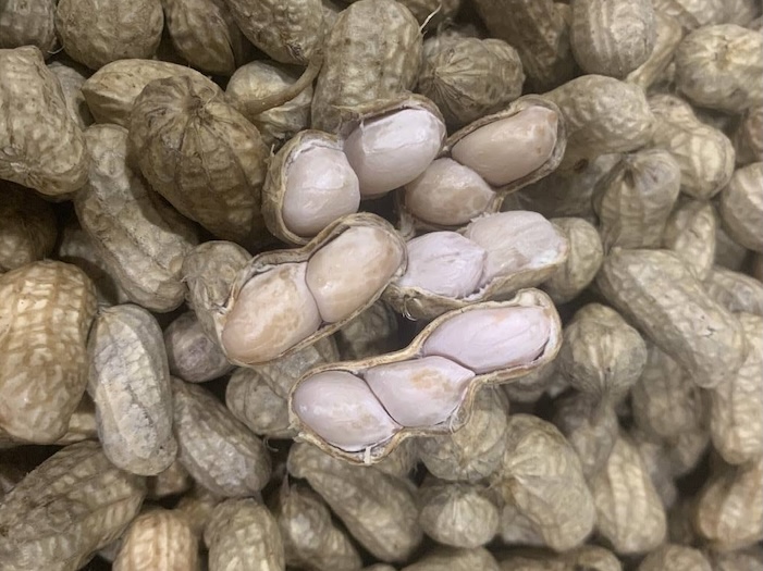 The impact of boiled peanuts on diabetes is of great interest to many people. Photo: Kieu Vu
