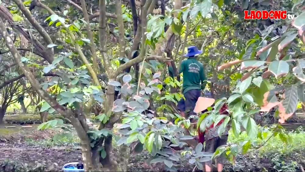 Erratic weather, eco-tourism garden owners face worries about renovation