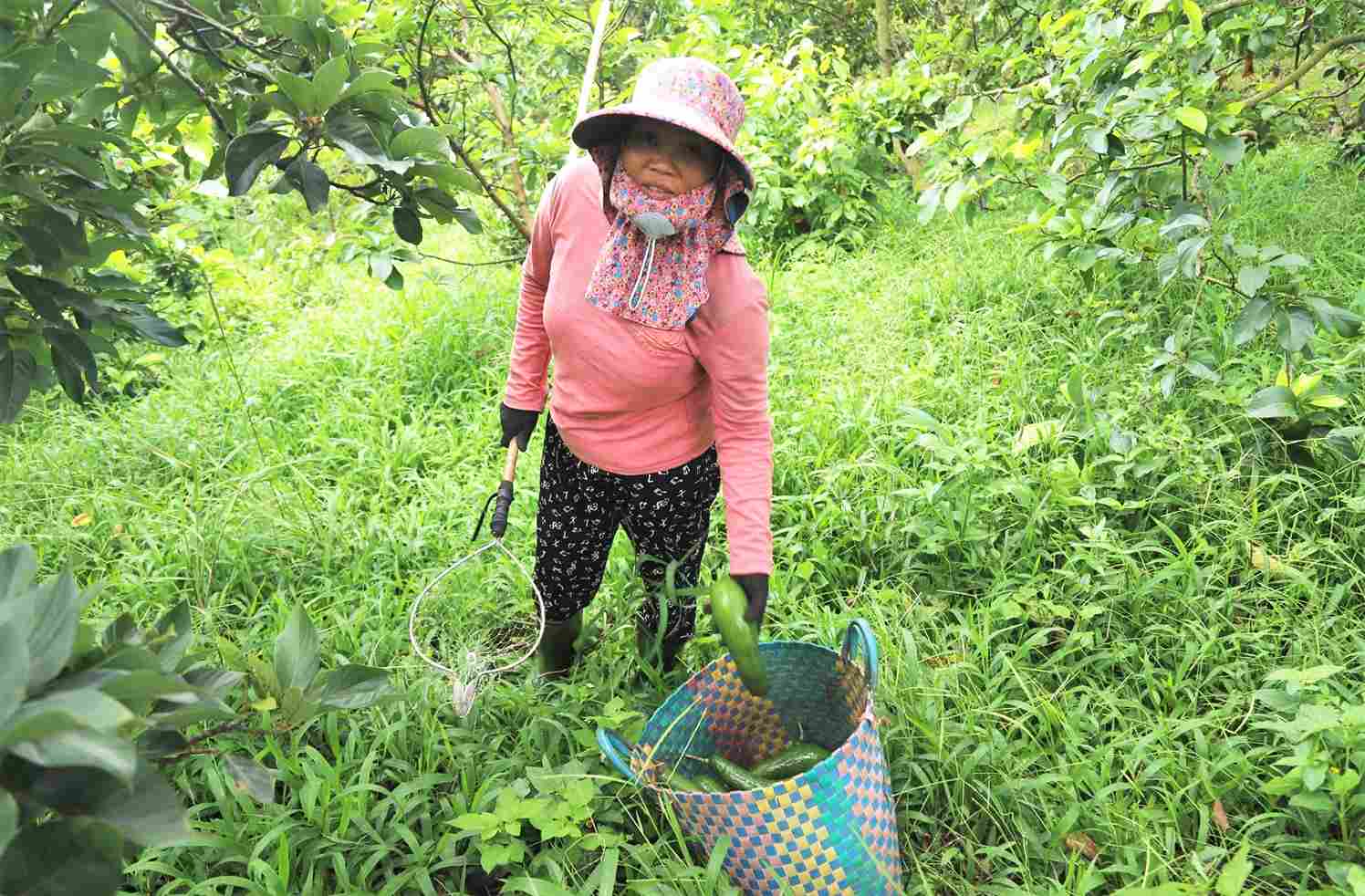034 avocado was originally a specialty of the communes in the Bao Lam area (Lam Dong), but now there is no output, the price has plummeted, causing people to be in distress. Photo: Phuc Khanh