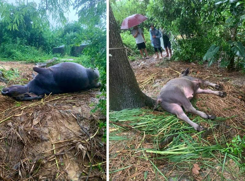 Lightning kills 2 buffaloes of people in Cao Bang. Photo: Van Ha