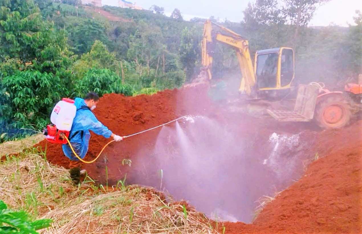 Chôn lấp tiêu hủy lợn chết và phun hóa chất tiêu độc, khử trùng là yêu cầu bắt buộc phòng chống dịch bệnh lây lan. Ảnh: Phúc Khánh 