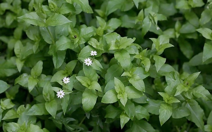 Wild vegetable supports blood sugar control. Photo: Central Hospital of Traditional Medicine