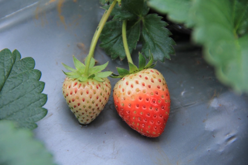 Strawberries are a fruit rich in antioxidants, which help reduce uric acid. Photo: Vy Vy
