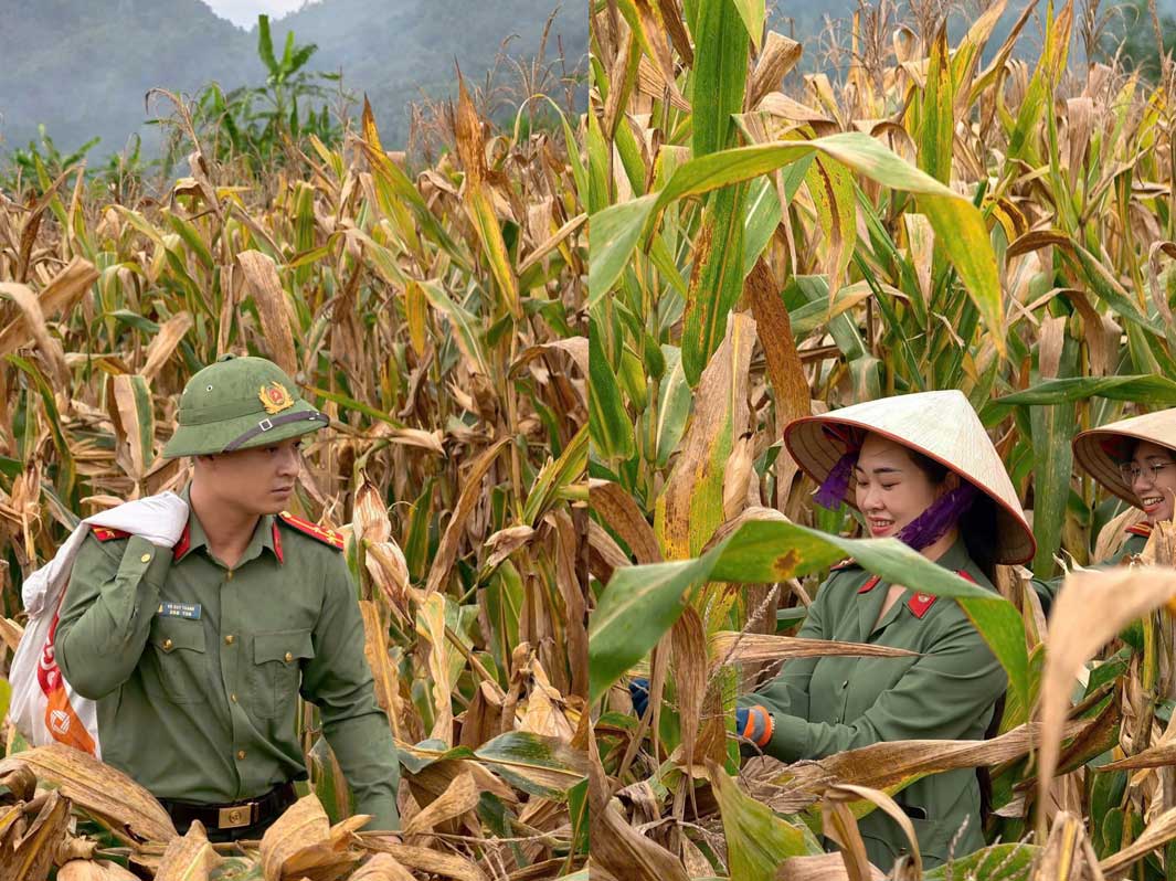 Cán bộ, chiến sĩ Công an xã Bảo Thắng hỗ trợ người dân thu hoạch ngô tại thôn Đồng Tâm. Ảnh: CA Lào Cai