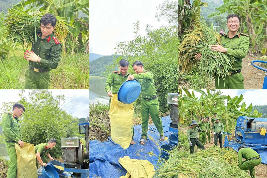 Công an xã Bảo Nhai chung tay giúp người dân thu hoạch lúa, lan tỏa tinh thần vì cộng đồng. Ảnh: CA Lào Cai