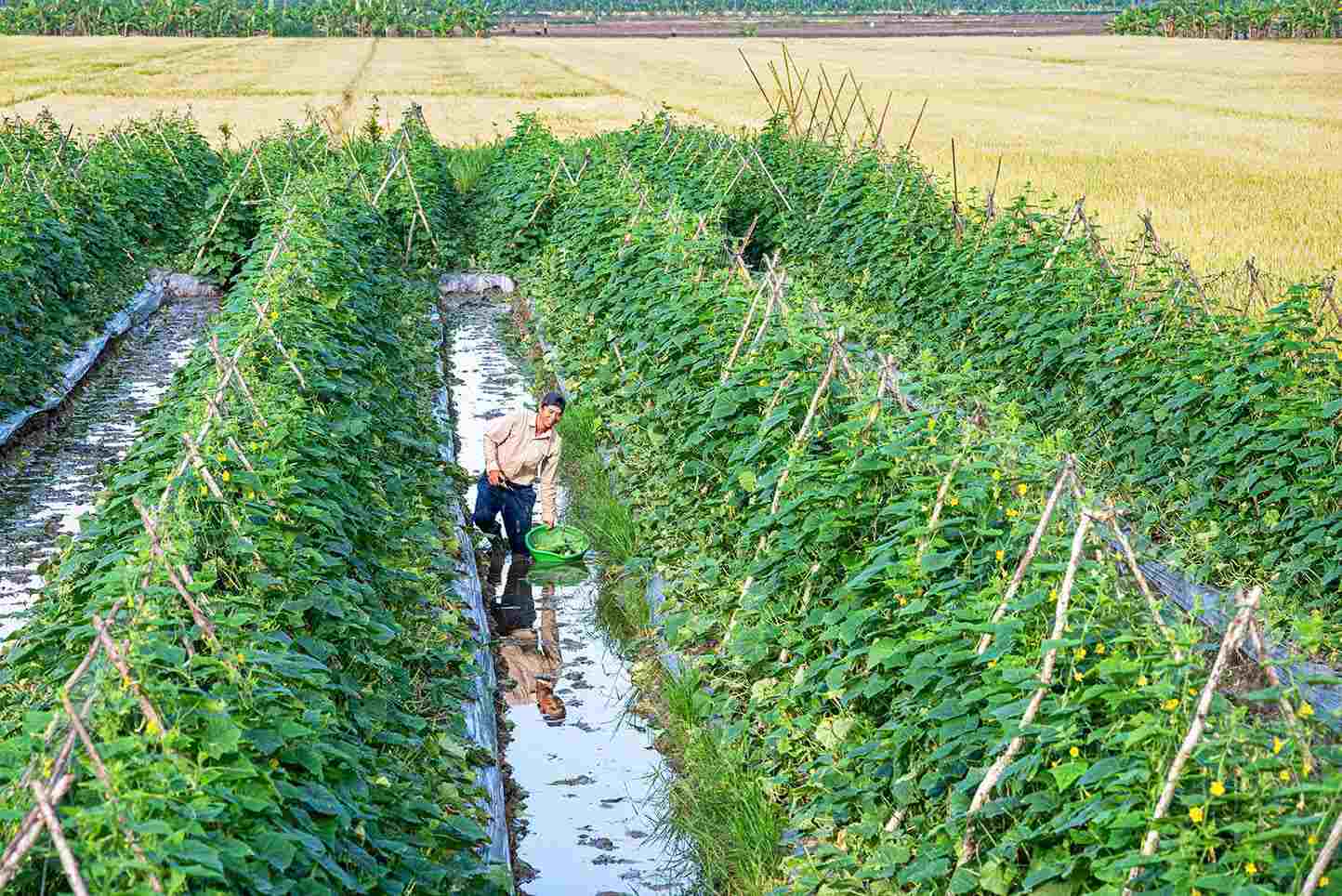 Los campos de sandías de muchos hogares en el área de Can Tho, la gente cava directamente muchas zanjas pequeñas para llevar agua desde los canales de riego a los campos. Foto: Phuong Anh