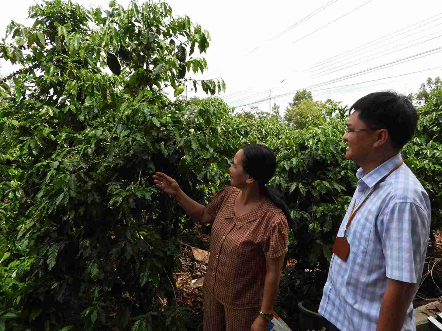 Người dân trên địa bàn còn mong muốn được chính quyền địa phương đào tạo nghề nông nghiệp, hướng dẫn kỹ năng canh tác cho cây trồng chủ lực. Ảnh: Bảo Lâm
