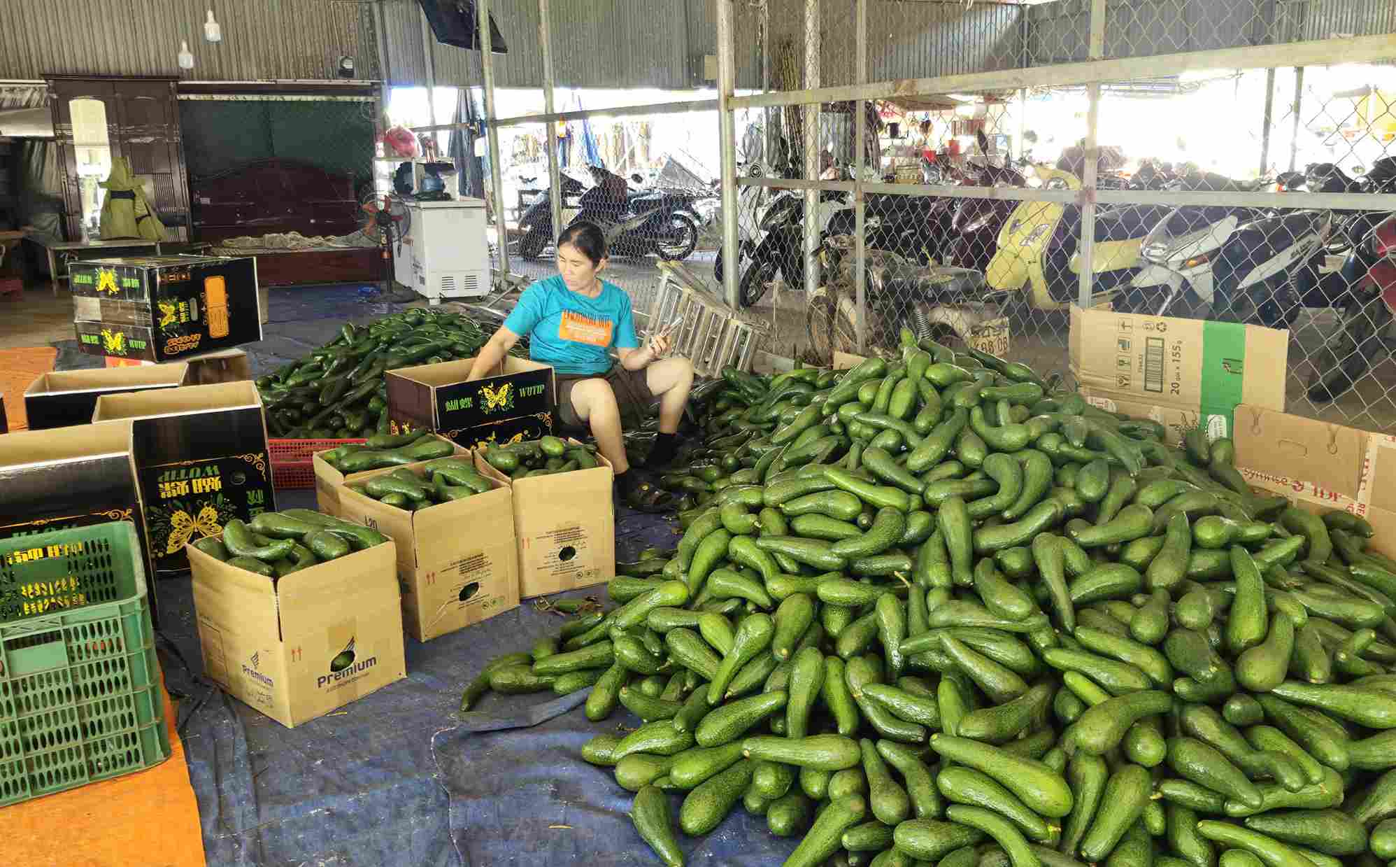 Hiện tại, bơ 034 được thương lái thu mua với giả chỉ từ 8.000 đến 10.000 đồng/kg. Ảnh: Phúc Khánh 