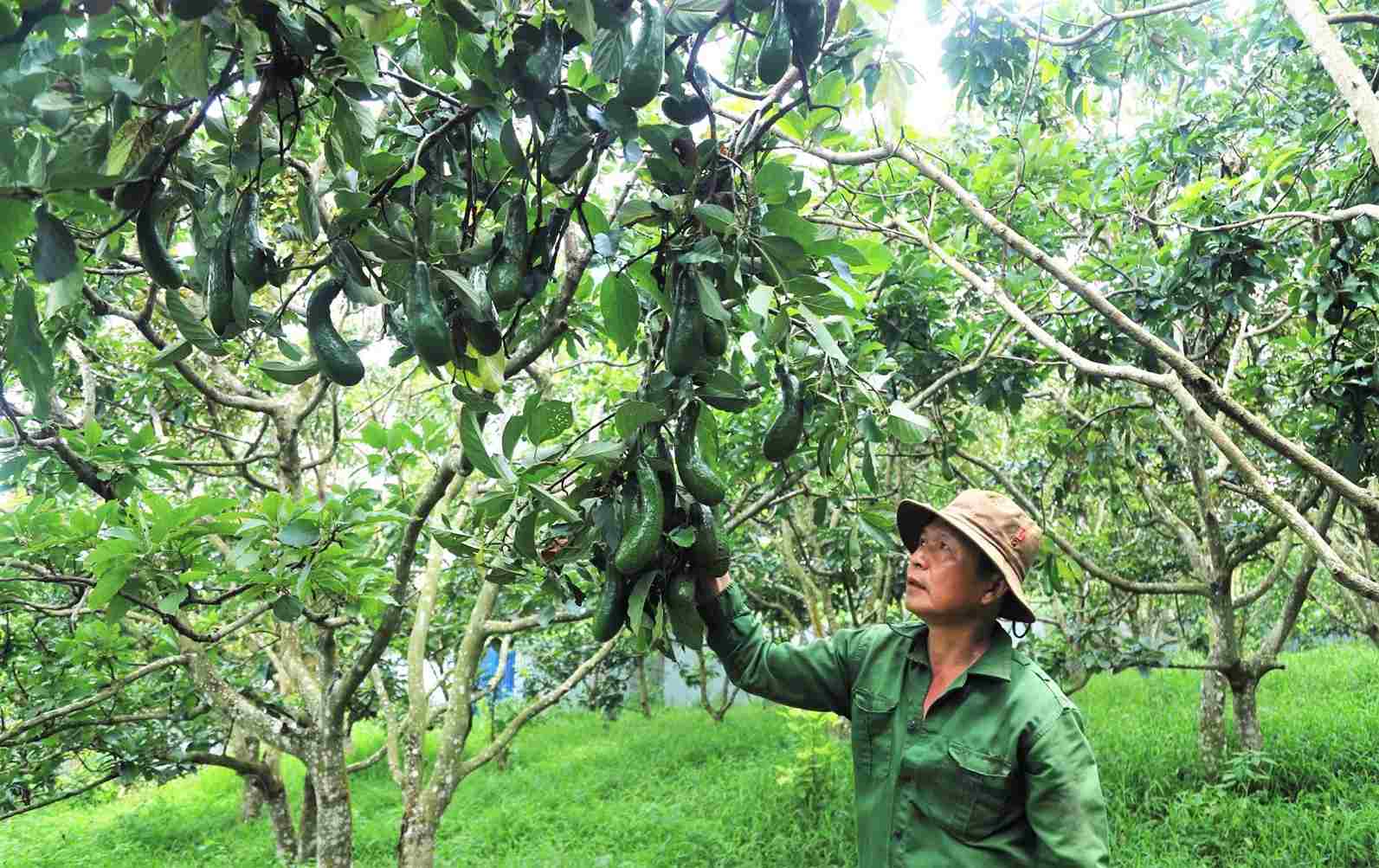 034 avocado growers in Lam Dong are struggling because prices have dropped sharply. Photo: Phuc Khanh