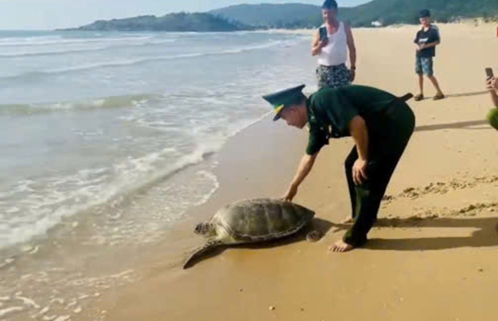 After the fishermen handed it over, functional forces released the rare turtle back to the sea. Photo: Hoang Anh