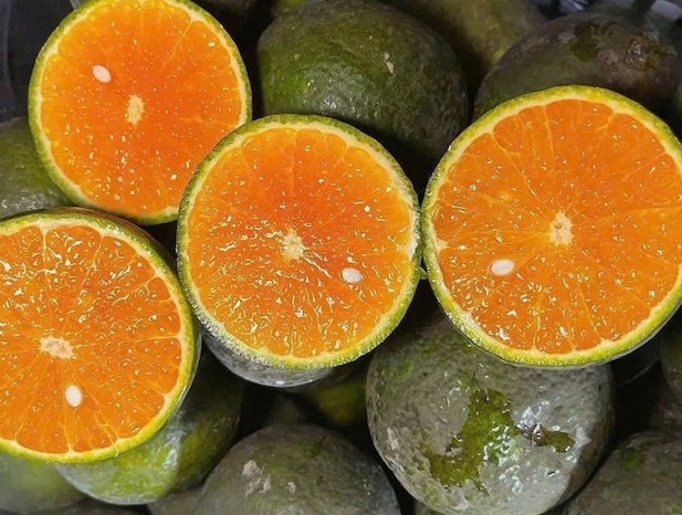 Las naranjas son ricas en vitamina C, pueden complementar el colágeno para el cuerpo, pero es necesario prestar atención al usarlas para evitar afectar el estómago. Foto: Kieu Vu
