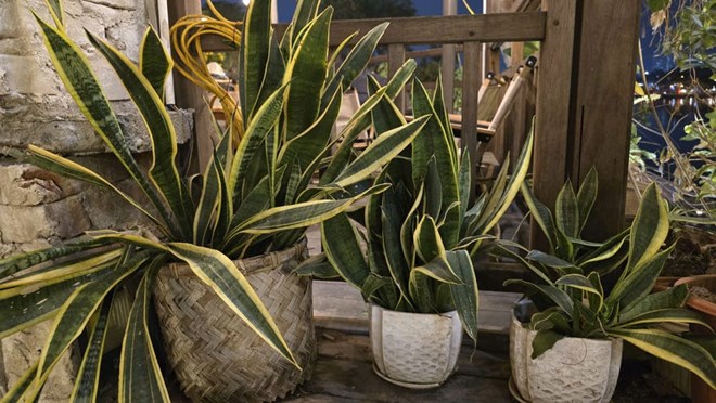 Tiger tongue plant is a plant that is both easy to grow and helps bring fresh air to the whole family. Photo: Tuan Dat