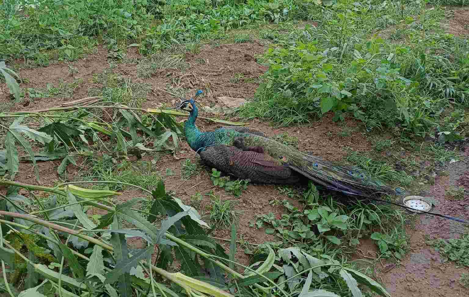 Blue peacocks were discovered in a resident's garden in Phuoc Hoa commune. Photo: Phuoc Hoa Commune People's Committee