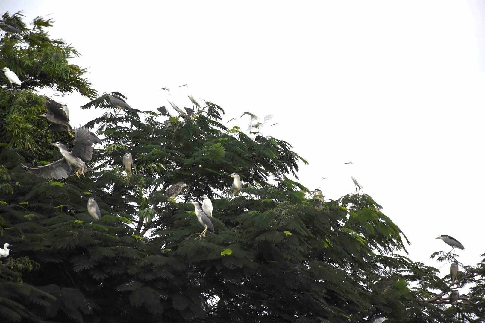 Đảo Cò là quần thể hàng chục nghìn cá thể cò, vạc sinh sống tự nhiên trên các đảo nhỏ. Ảnh: Mai Dung