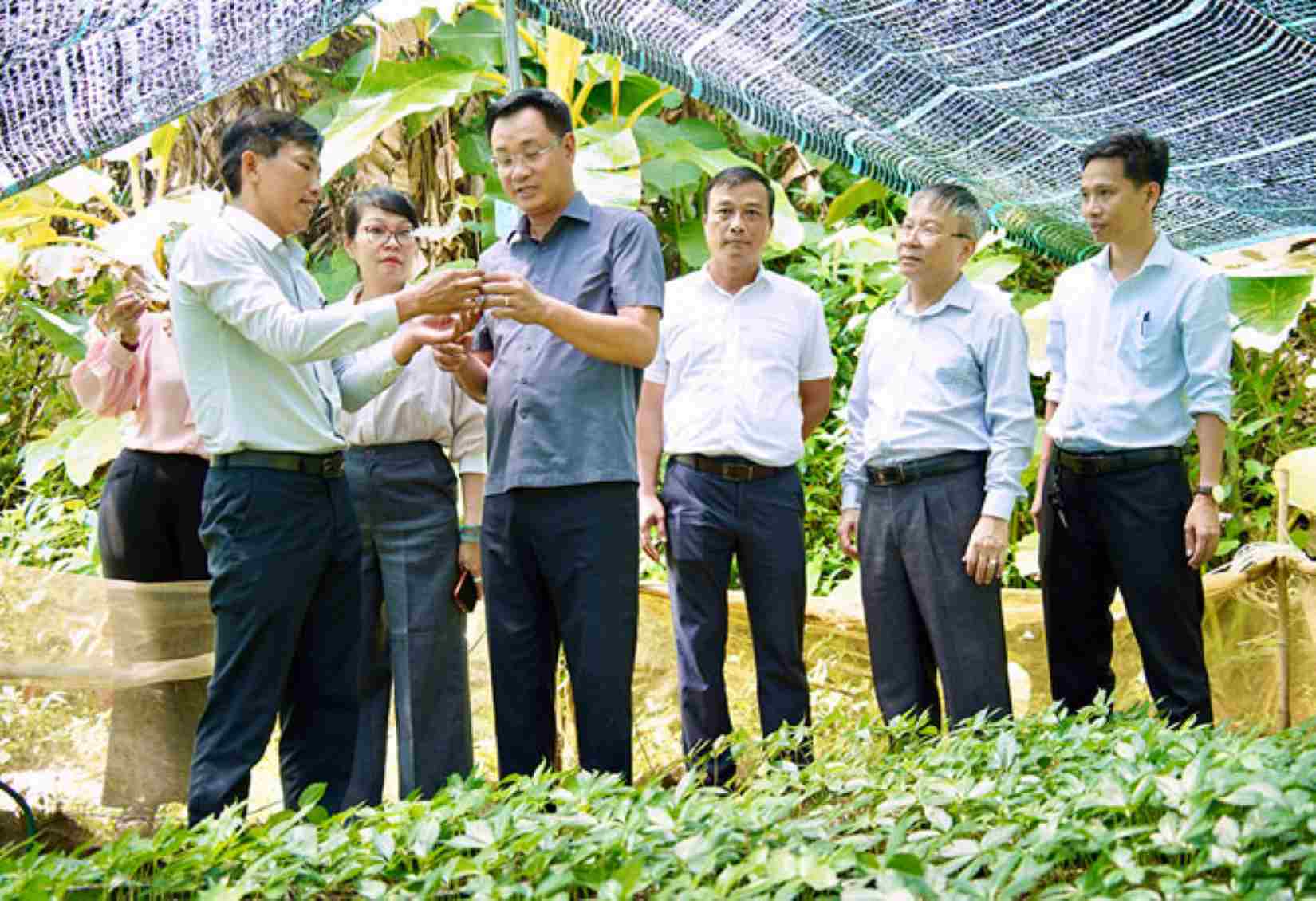 The delegation of Da Nang City leaders has just surveyed the reality of the Ngoc Linh ginseng growing area in Tra Linh commune. Photo: Da Nang City People's Committee