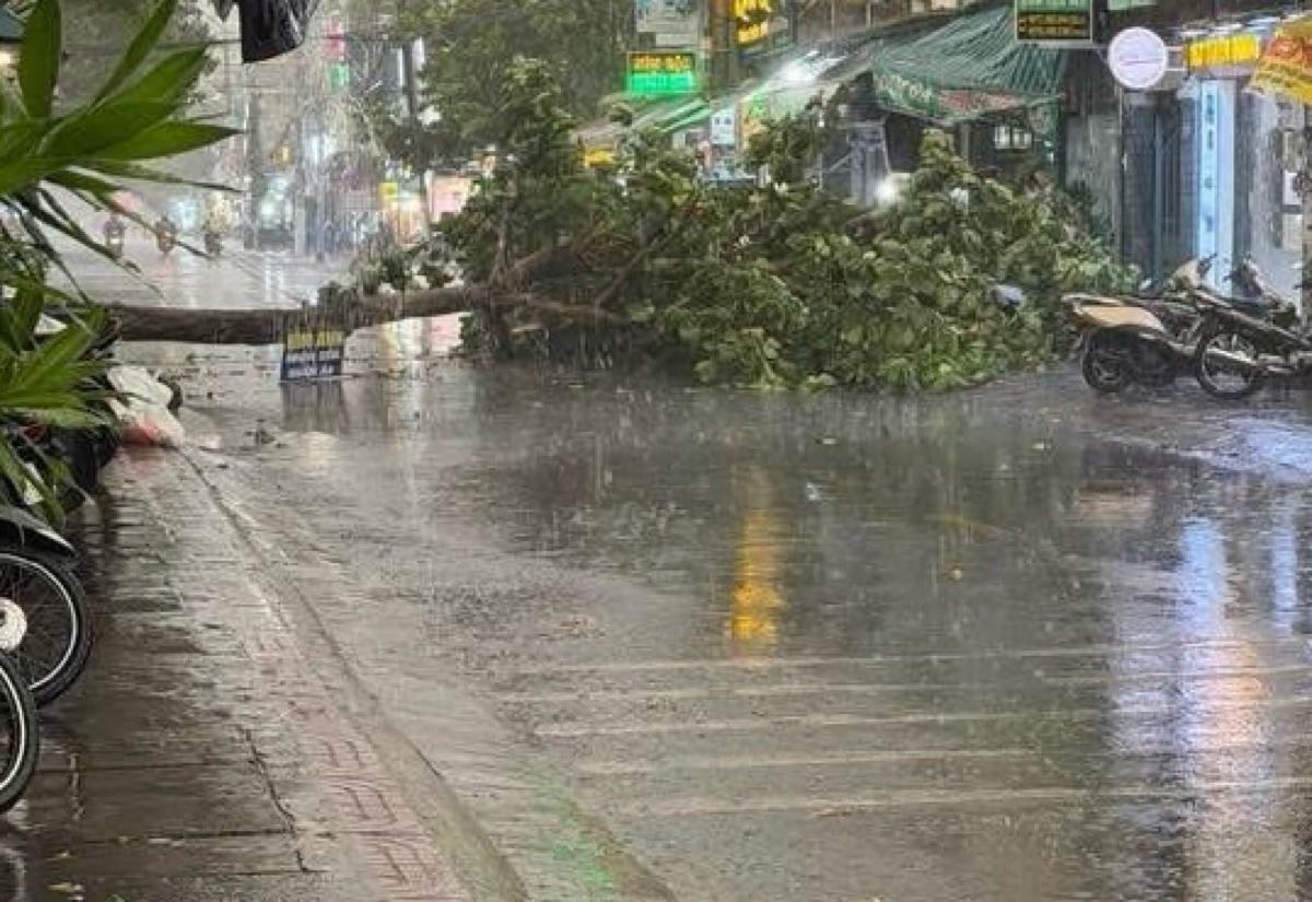 Cây bị bật gốc, ngã trên đường Tuyên Quang. Ảnh: Phạm Duy