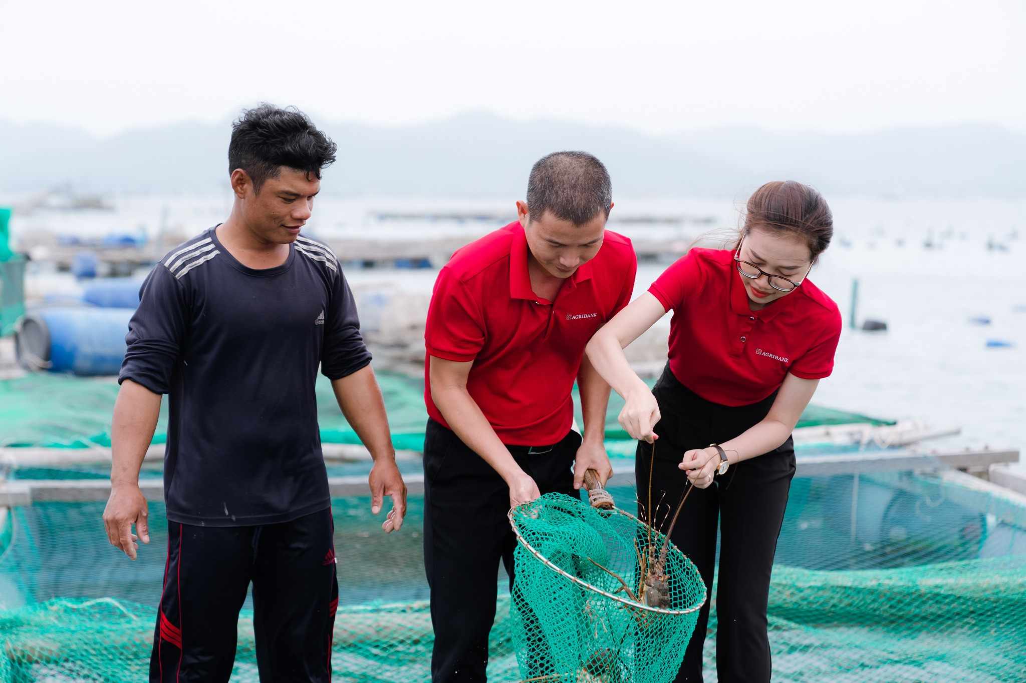 Không chỉ dừng lại ở việc cấp vốn, các cán bộ tín dụng Agribank còn thường xuyên phối hợp cùng Tổ trưởng Tổ vay vốn tích cực tư vấn, định hướng cho bà con áp dụng khoa học kỹ thuật vào sản xuất, phù hợp với xu hướng của thị trường