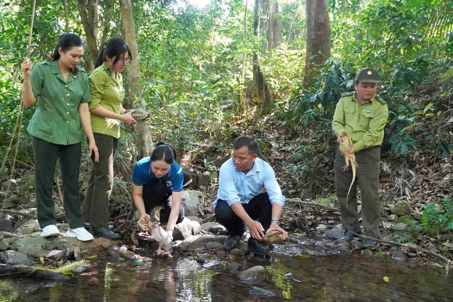 Chu Mom Ray National Park (Quang Ngai) coordinates with functional forces to release 4 rare animals back into the natural environment. Photo: Sa Thay Commune People's Committee