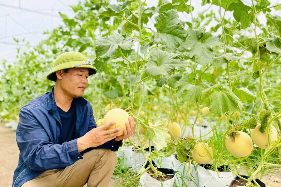 Mr. Hoang Dinh Luong's melon garden (Ia Sik village, Ia Phi commune, Gia Lai) was consulted and evaluated by the Provincial Center for Application of Scientific and Technological Progress on the cultivation process according to VietGAP standards. Photo: Tran Dung