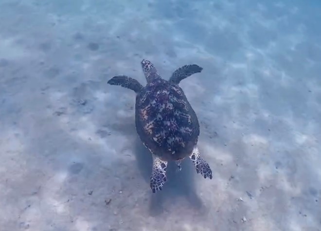 Images of diving guides recording the appearance of sea turtles, foraging in Nha Trang Bay. Photo: Huu Dai