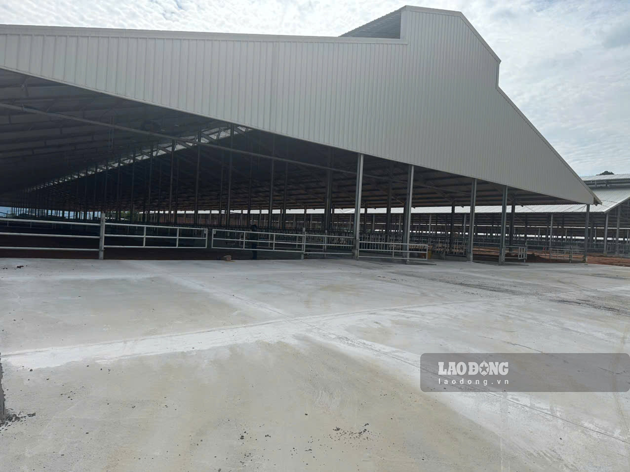 Khu cảnh bên trong của trại bò nghìn tỉ. Ảnh: Tân Văn