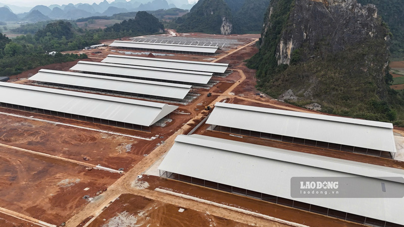 Phase 1 of the high-tech dairy farm in Cao Bang is about to be completed. Photo: Tan Van
