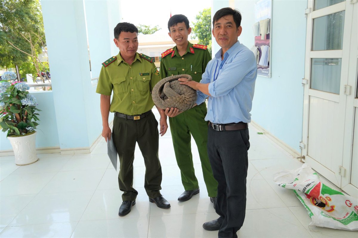 Functional forces receive pangolins handed over by people. Photo: Ham Kiem