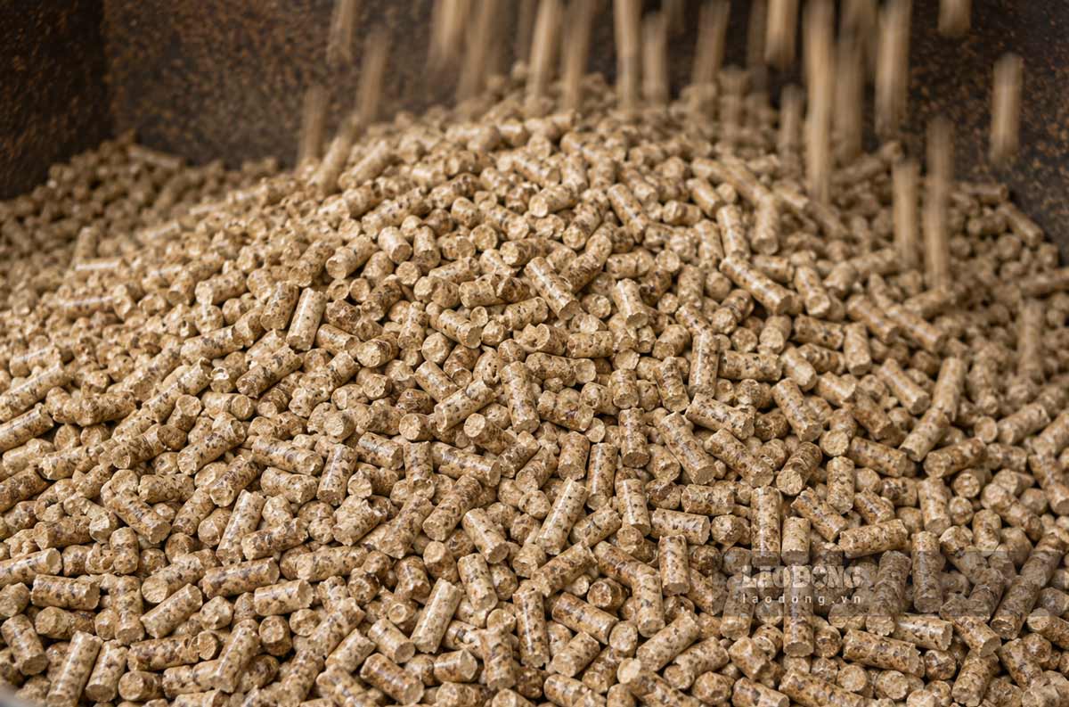 Wood pellets. Photo: Doan Hung