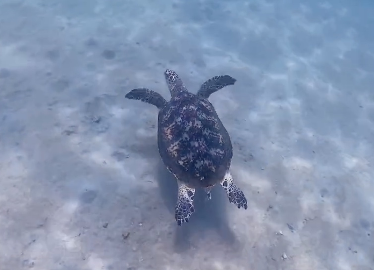 Images of diving guides recording the appearance of sea turtles, foraging in Nha Trang Bay. Photo: Huu Dai