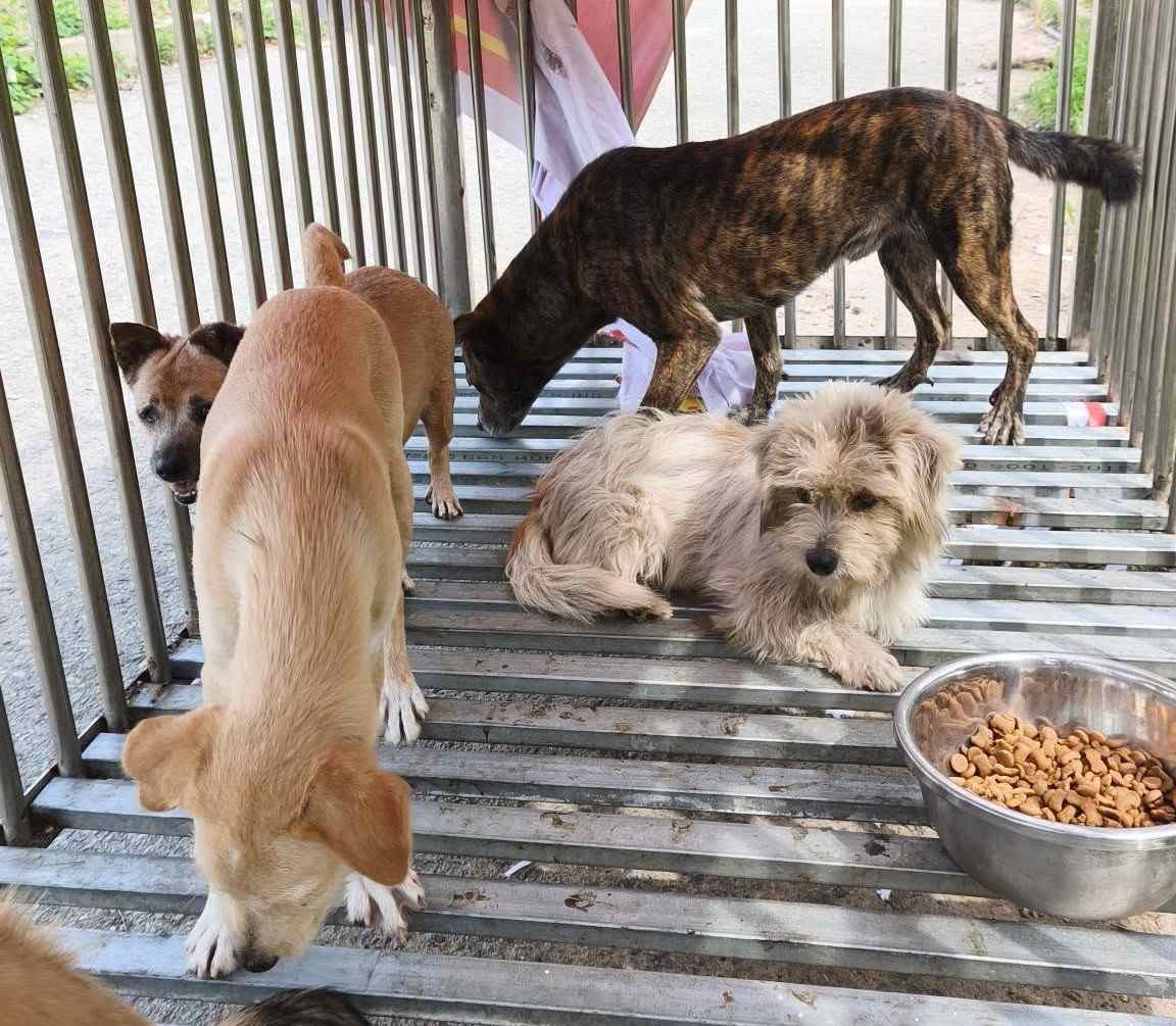 Dong Hoa Ward People's Committee strictly handles cases of stray dogs. Photo: Dong Hoa People's Committee