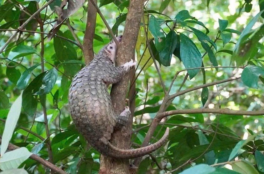Java pangolins released back into the natural forest. Photo: Quang Ngai Police