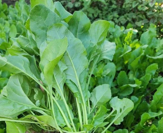 Las espinacas servidas con arroz no solo son atractivas por sus colores llamativos, sino que también proporcionan mucho hierro y fibra. Foto: Kieu Vu