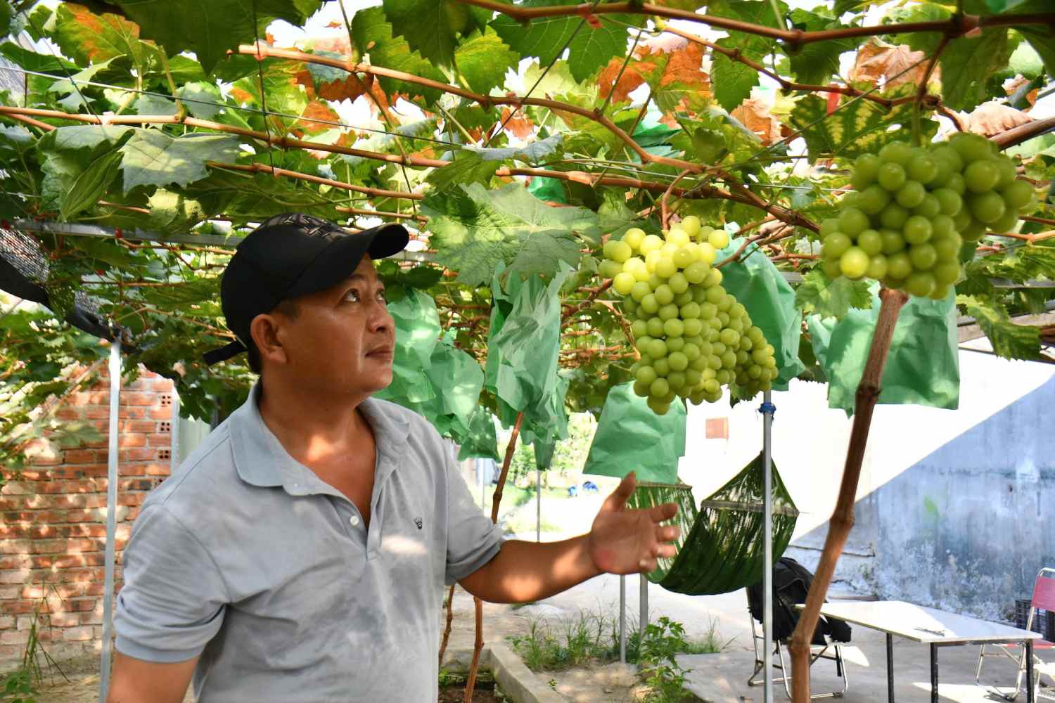 Mr. Ho Xe (Quang Ngai) successfully grows mound grapes with high yields. Photo: Dong Giang