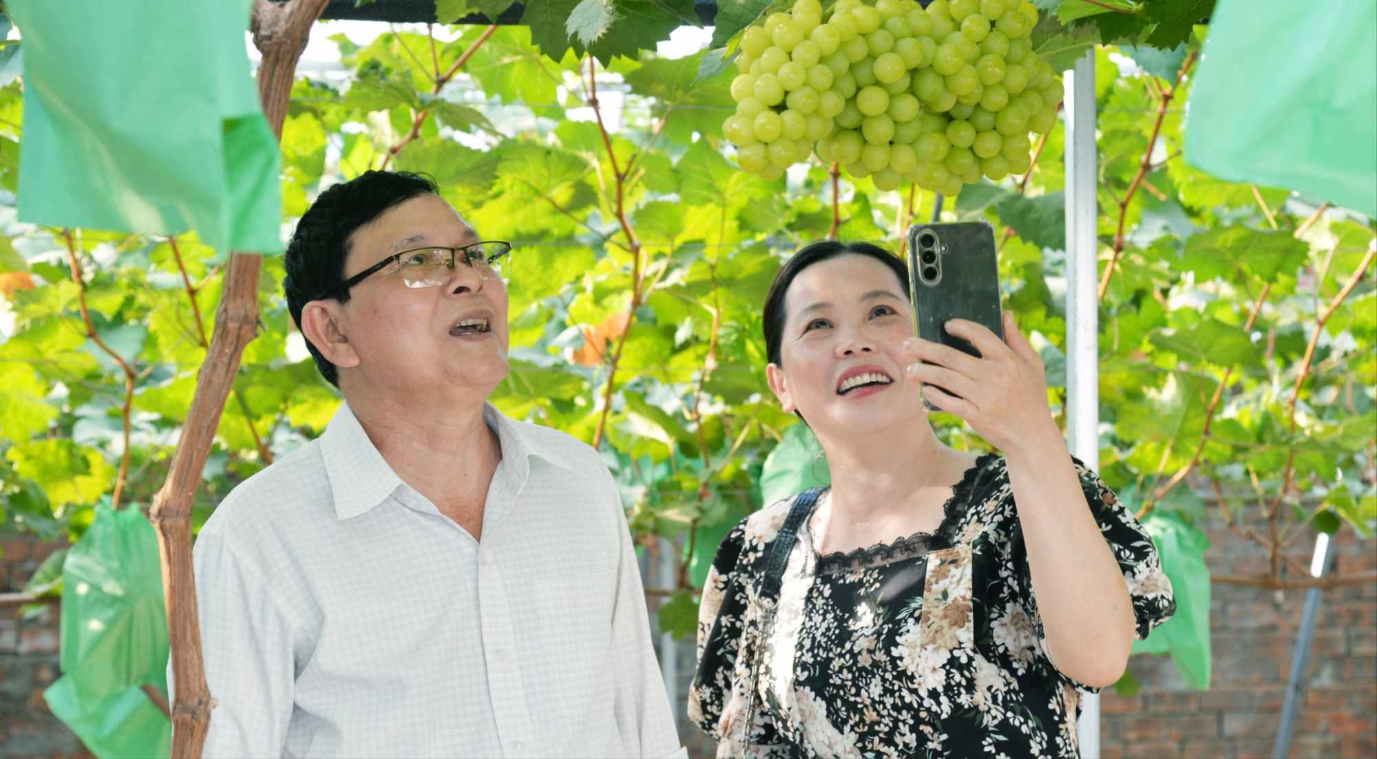 Những chùm nho mẫu đơn trĩu quả khiến nhiều người thích thú. Ảnh: Thanh Phương
