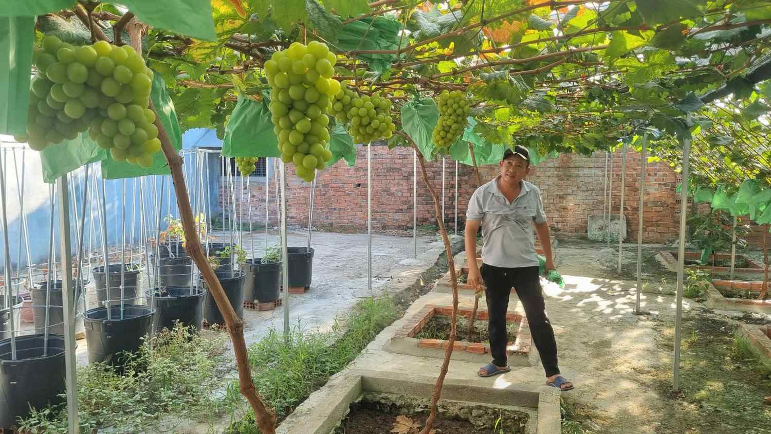 Vườn nho trĩu quả của anh Xể, không đủ để bán. Ảnh: Đông Giang