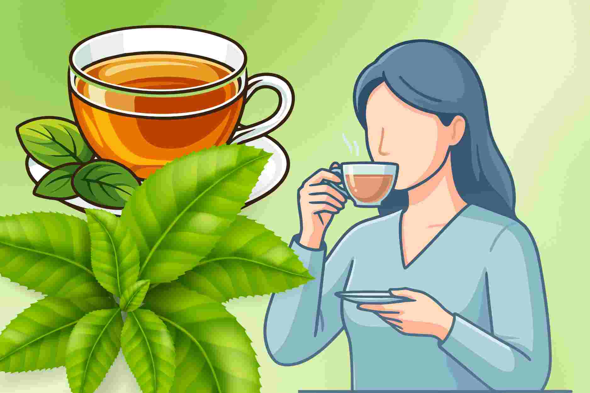 How to drink green tea to help lose weight effectively
