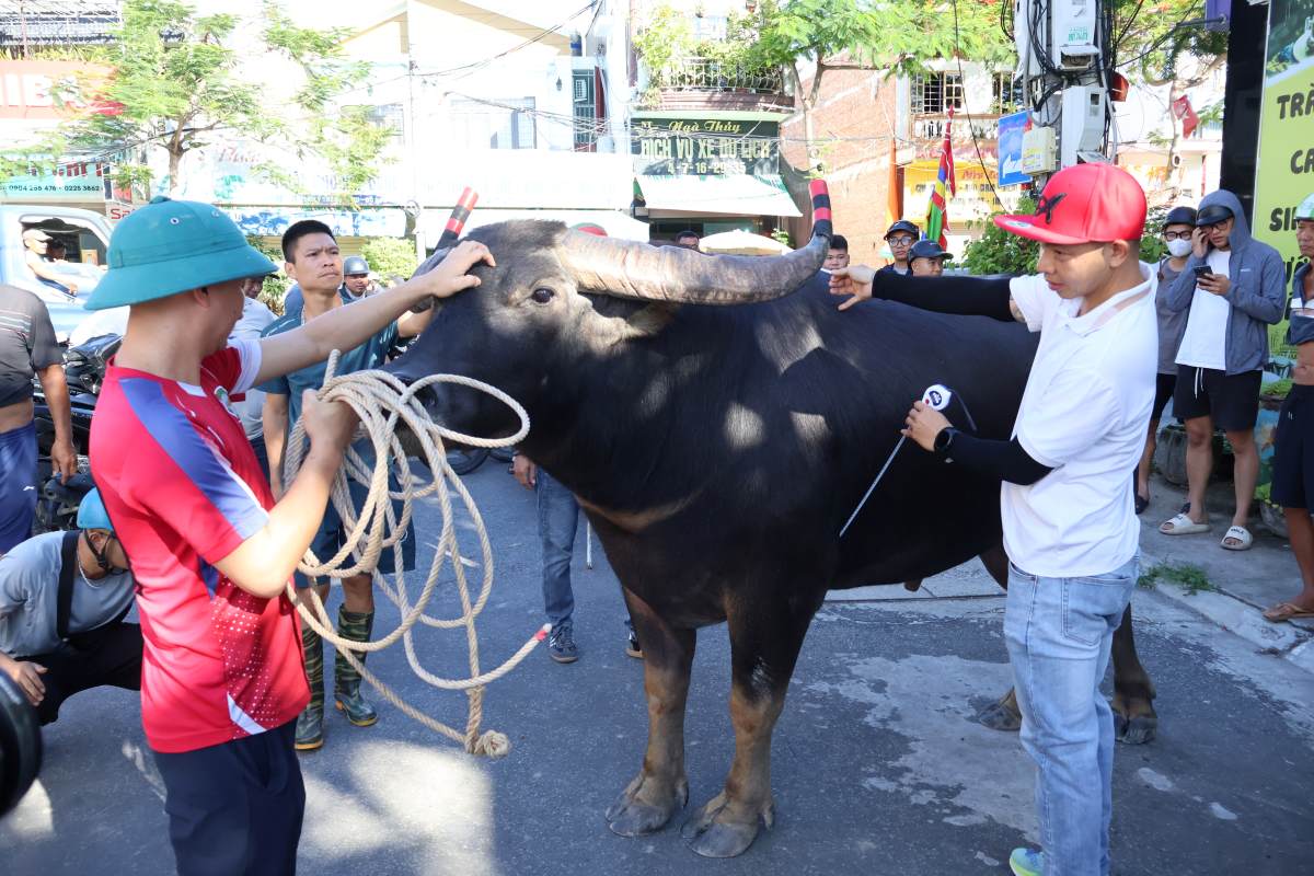 The Organizing Committee inspects the fighting buffaloes participating in the Do Son Traditional Buffalo Fighting Festival - VTV 2026. Photo: Hai Phong e-Portal
