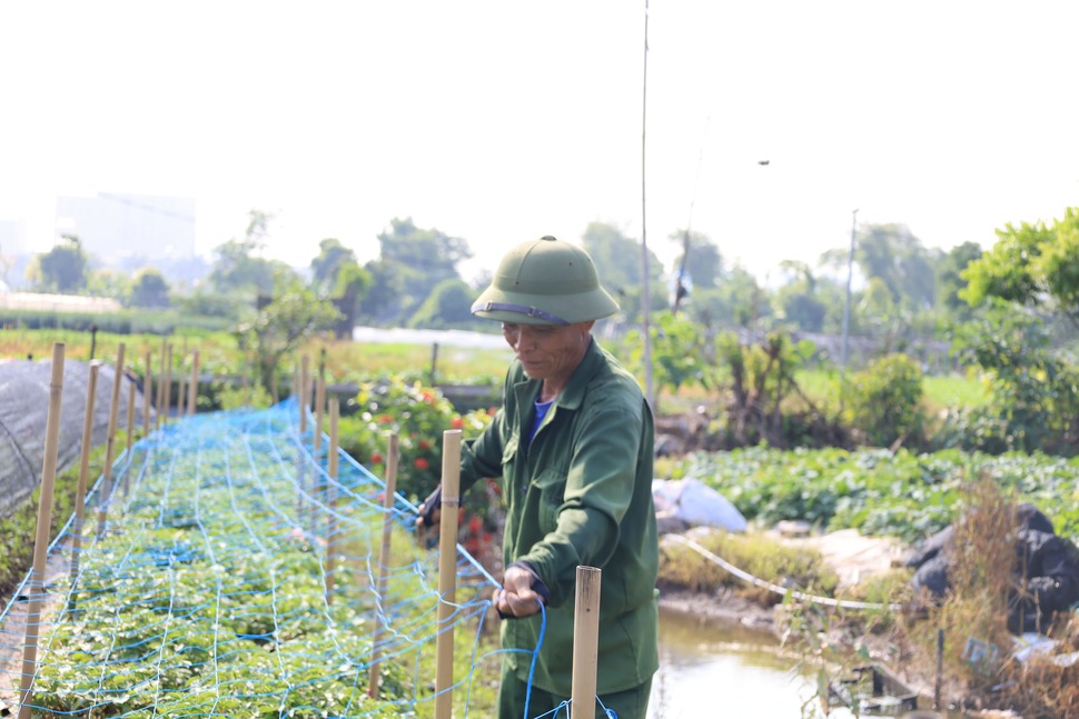 Người dân đầu tư giàn che, lưới đen nhằm bảo vệ rau màu trước nắng nóng. Ảnh: Lê Trang