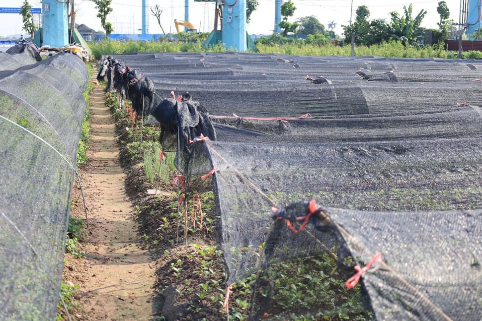 Những lưới che nắng được người dân sử dụng nhằm giảm tác động của nắng nóng với cây trồng. Ảnh: Lê Trang