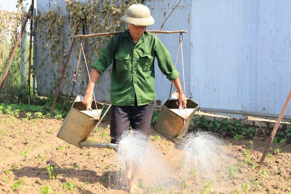 長引く猛暑の中で、十分な水やりと土壌の水分補給は、作物の安定した成長を助ける重要な解決策です。写真:レ・チャン