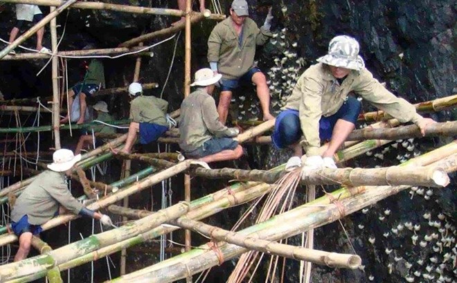 Nghề khai thác yến đảo ở Khánh Hòa được truyền nối qua nhiều thế hệ. Ảnh: Yến sào Khánh Hòa