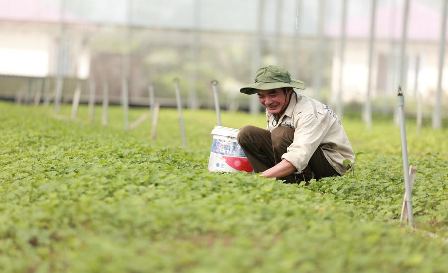 According to the 5-year/time survey results of the Ministry of Agriculture and Environment announced in 2024, the total area certified VietGAP only reached about 150,000ha for 6 crop groups, of which vegetables alone reached just over 8,000ha out of a total of 1.15 million hectares (less than 1%). Photo: Hai Nguyen